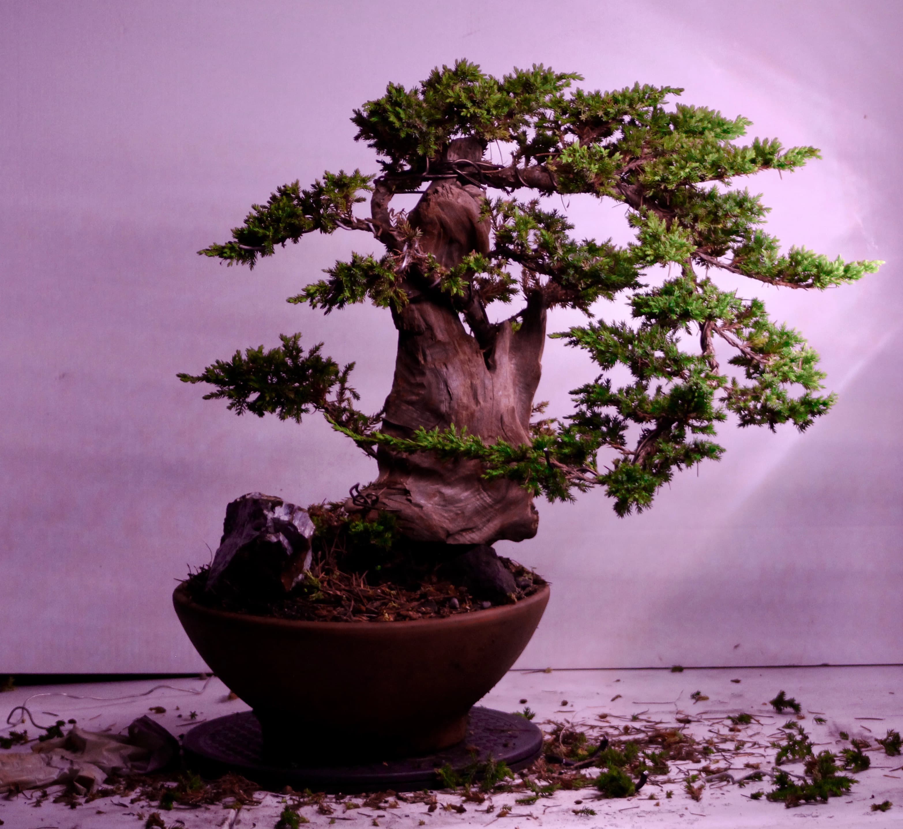 bonsai trees