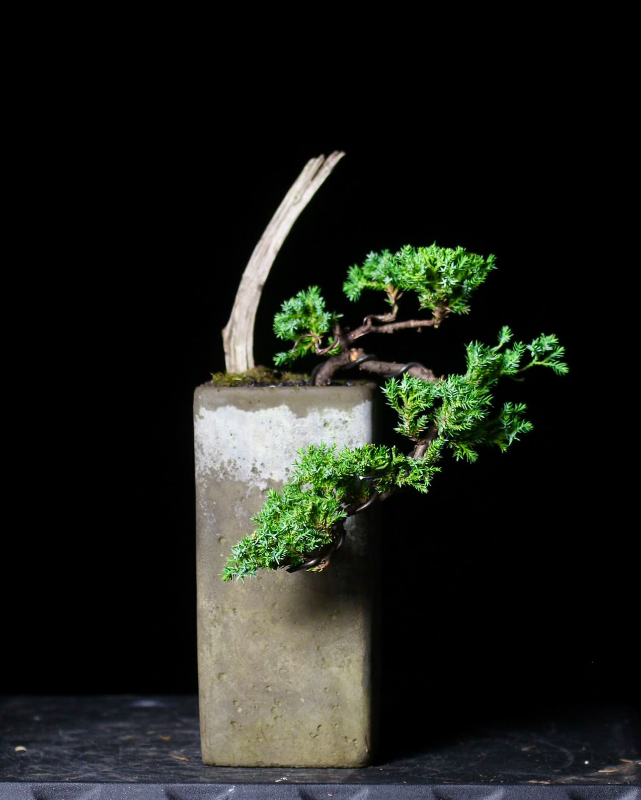 bonsai trees