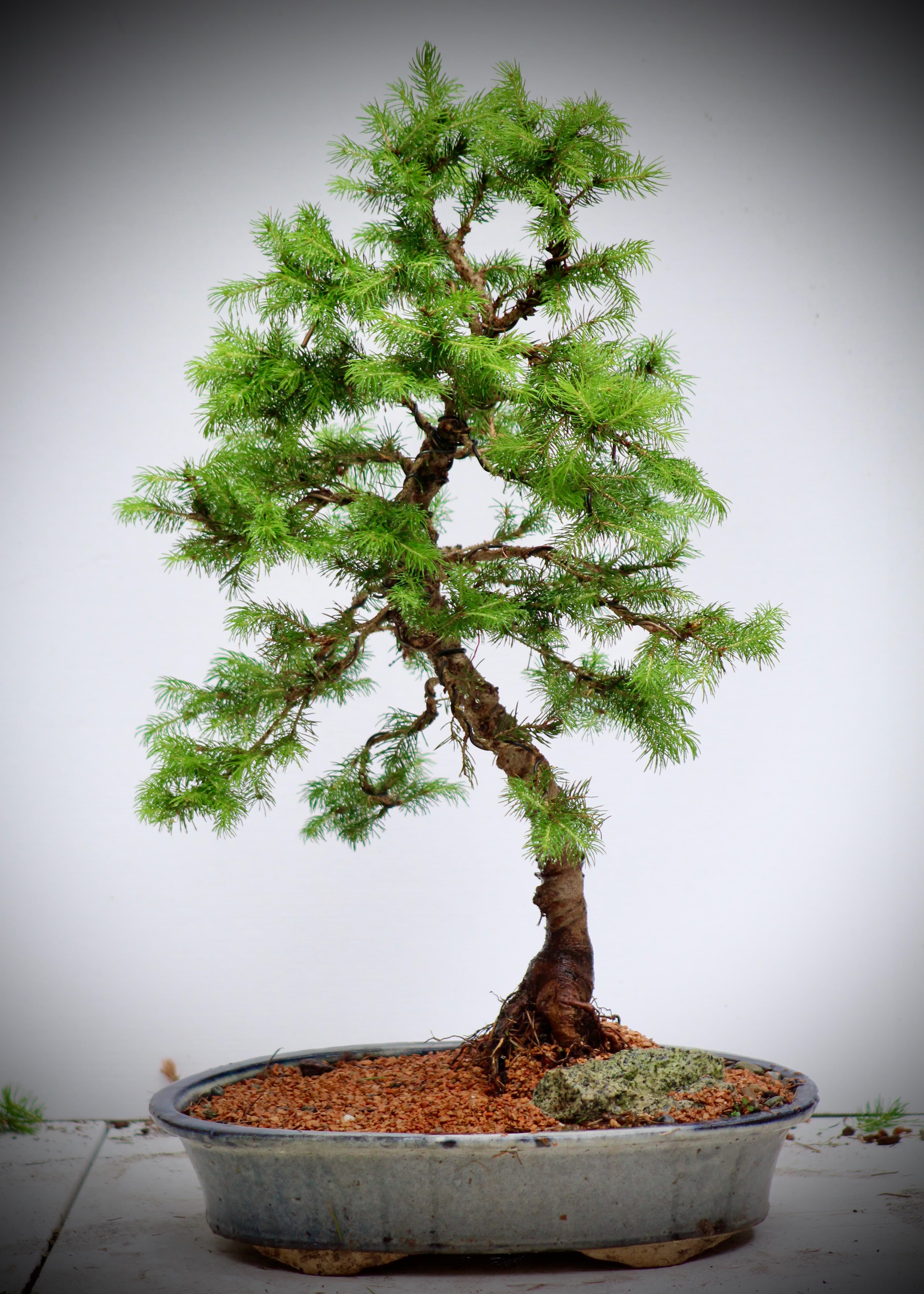 bonsai trees